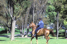 cop on horse, mt royale park, montreal