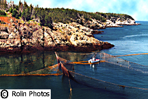 Fishing Nets in Bay of Fundy, New Brunswick