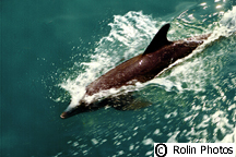 Dolfin in the Gulf of Mexico