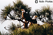 Bald Eagles in Cape Coral, Florida
