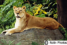 Lion, Bronx Zoo