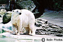 Polar Bear, Bronx Zoo