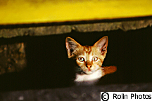 A kitten peaks out at us from a sewer on the road